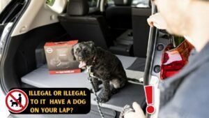 Australia Driving Rules 2025